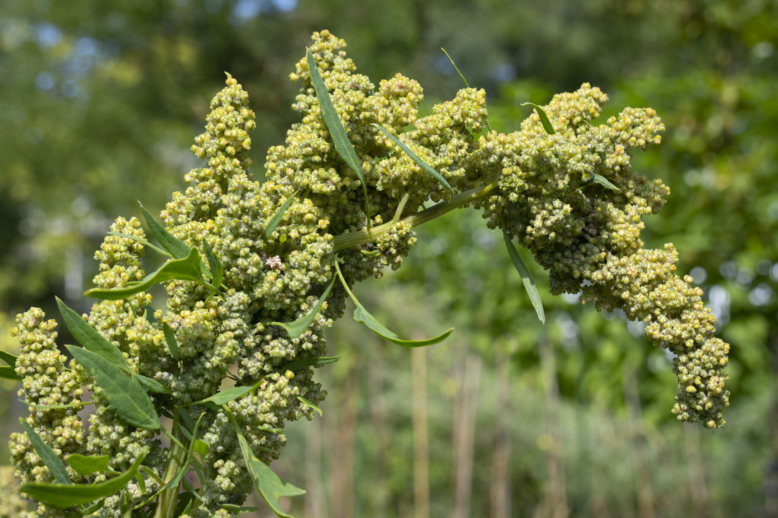 Quinoa plant with seed close up in the garden